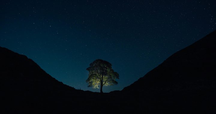 Pair guilty of feeling world-famous Sycamore Gap tree