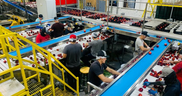Arrests of illegal migrant  workers increase by 51% in year since Labour elected