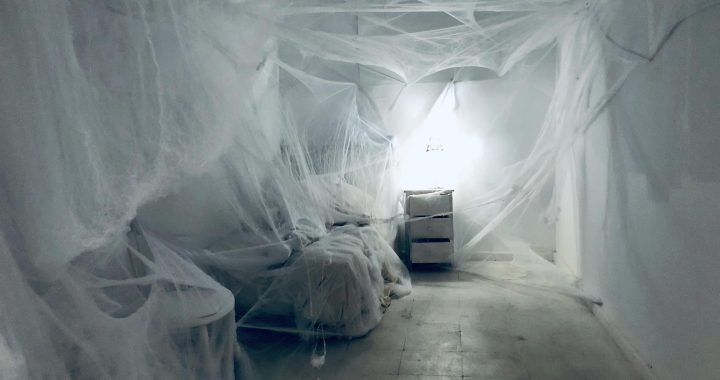 has anyone else been getting massive spiders in their house?