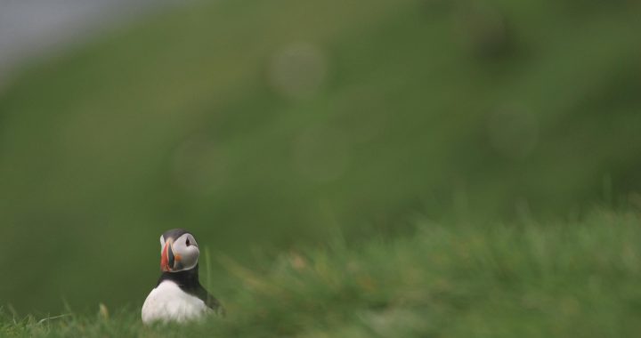 H5N1 bird flu in Devon! Is this confirmed? Is this real?