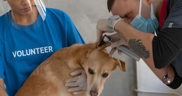 Company that will take care of your pets of you are hospitalized ??